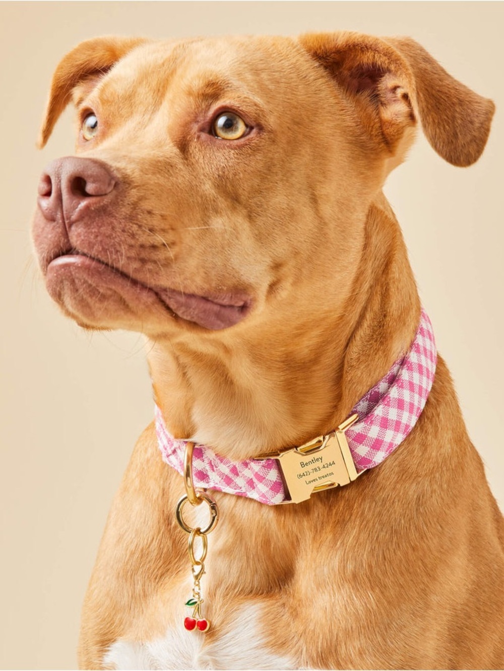 The Foggy Dog - Gingham Valentines Day Gold Dog Collar